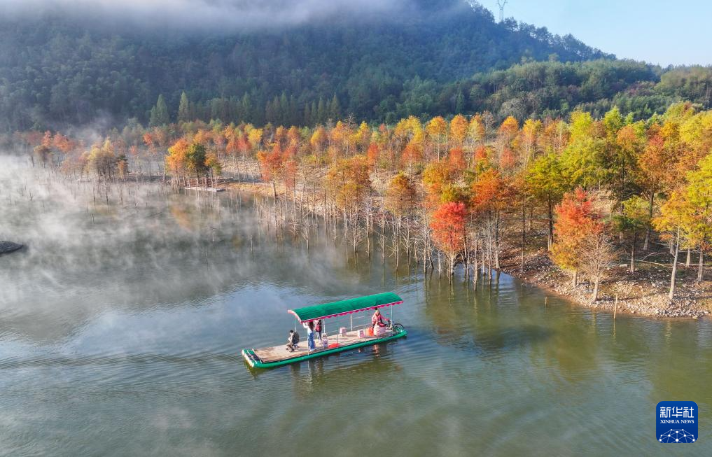 安徽寧國(guó)：多彩紅杉林